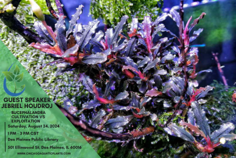 Bucephalandra sp.Super Demos